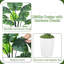 150cm Plant