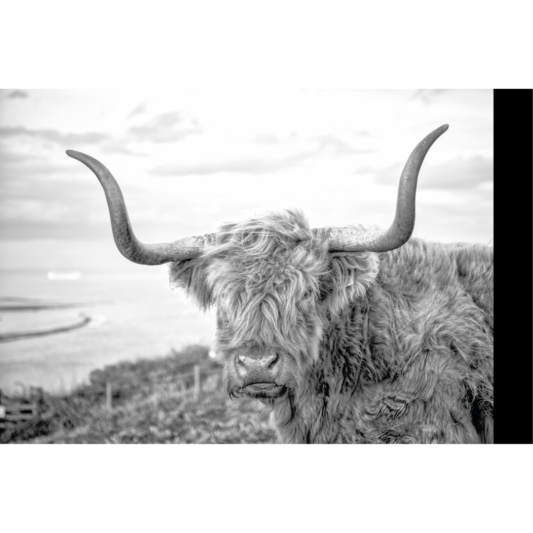 Highland Cows II - Photograph