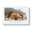 African Lion with Cubs - Wrapped Canvas-55368616