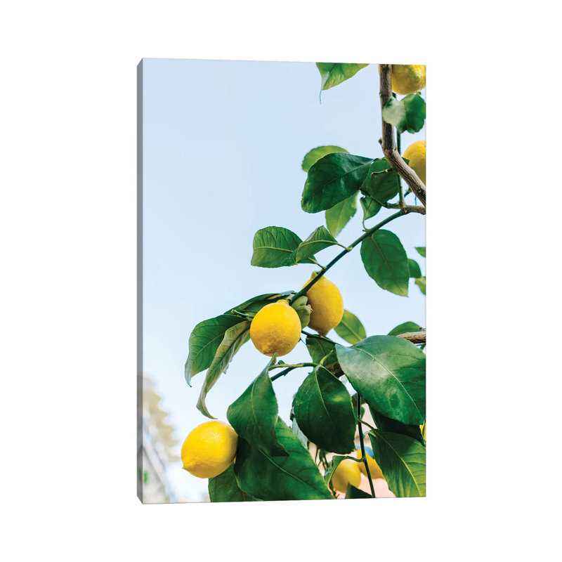 Amalfi Coast Lemons III by Bethany Young - Print on Canvas, Wrapped Canvas, 66.04cm H x 45.72cm W x 1.91cm D