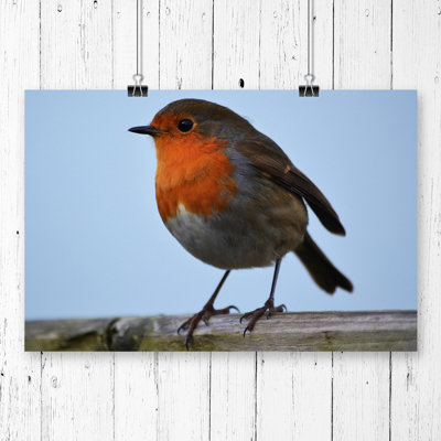 Robin Bird - Frameless Print