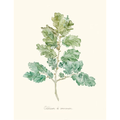 Herb Garden VI Print by Sara Brown