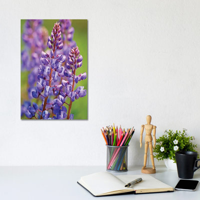 Prairie lupin par Brian Wolf - photographie sur toile tendue