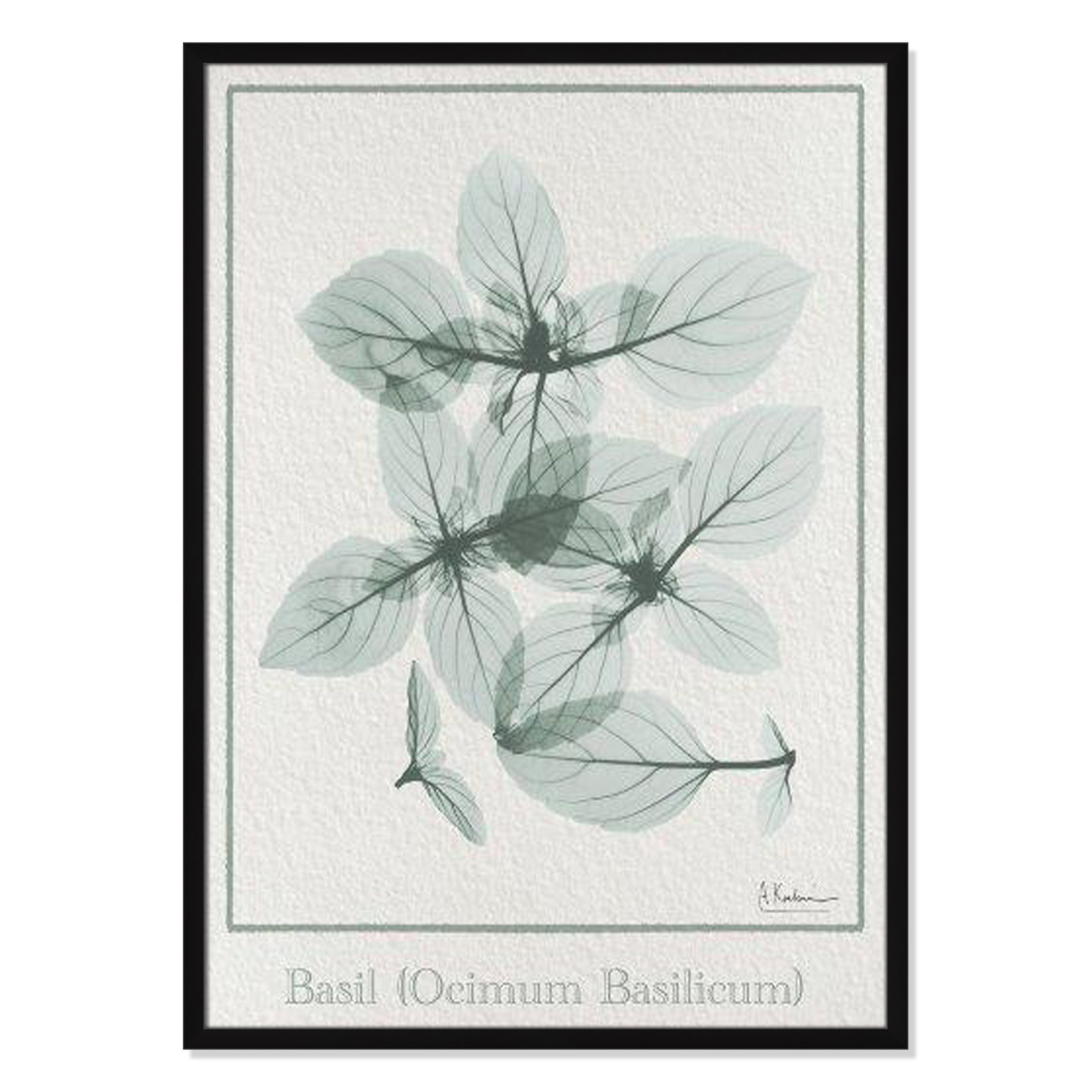Jeanette "Basil Ocimum Basilicum" Painting, 35.5" H x 25.5" W x 1.25" D, Satin Black Framed Paper