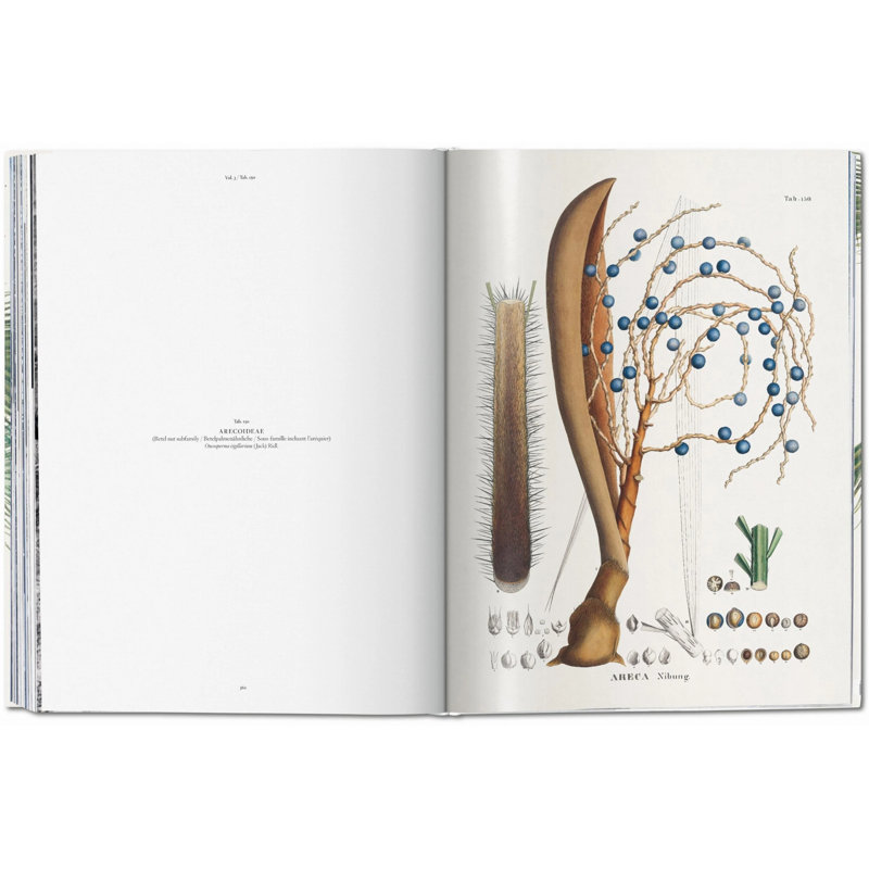 Martius, Book Of Palms