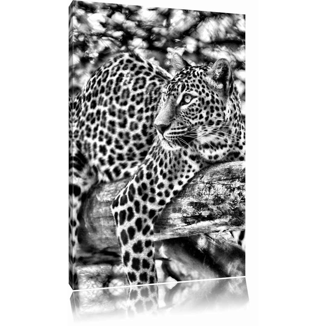 Leinwandbild Leopard auf Ast in Monochrom