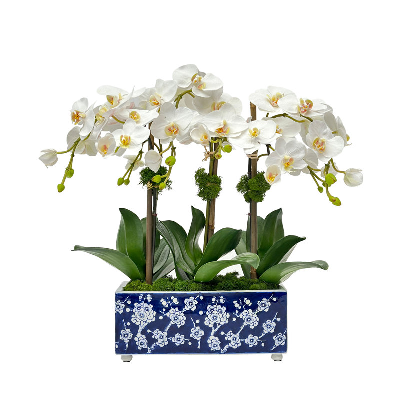 Lily Of The Valley In A Pot