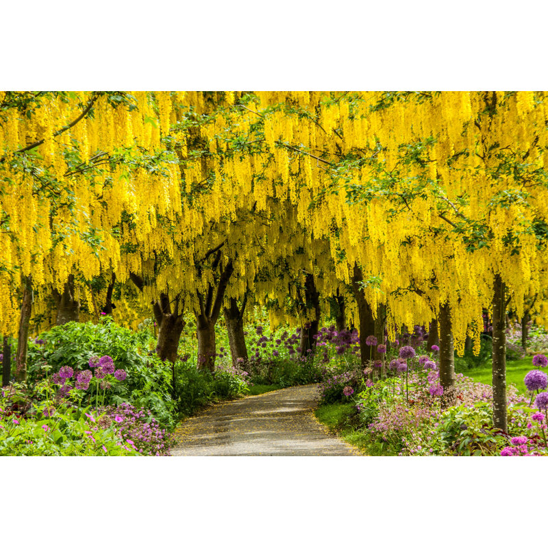 Golden Laburnum Path par Cindiaugustine - Photographie sur toile tendue, H 8 po x l 12 po