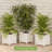 Planters Box - 14.75in Lattice Flower Box Plant Pot - Outdoor Patio Planters and Flower Boxes for Front Porch or Garden Decor by Pure Garden