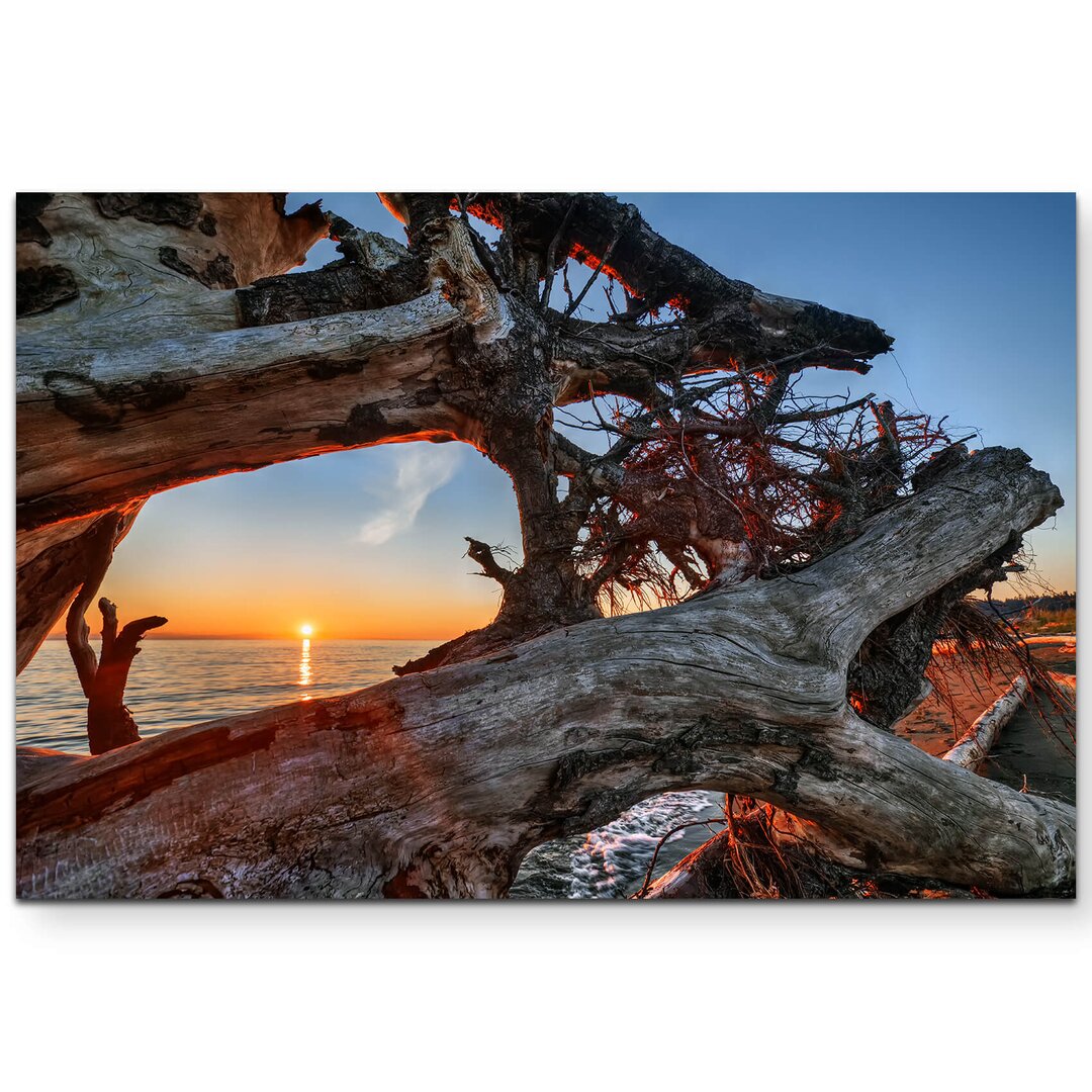 Leinwandbild Sonnenuntergang durch alte Äste