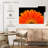 Harnek Gerbera Flower Dewdrops-107858867