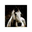 Aristotle III Print by Sofia Fox-26705089-26705091