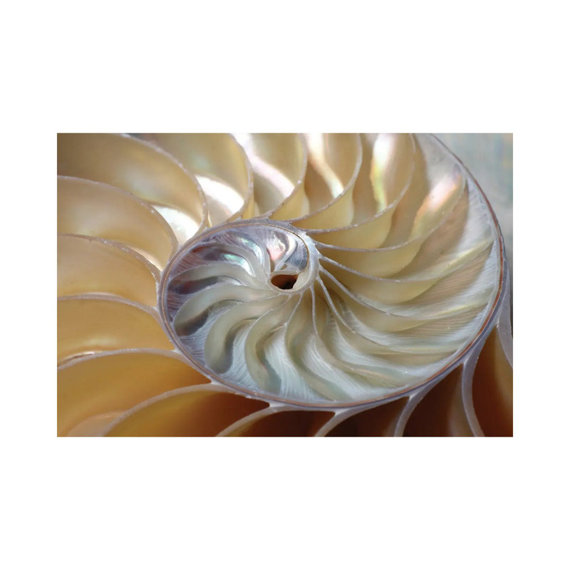 Nautilus Spiral par la photo - impression, H 12 po x l 18 po x 1,5 po