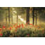 La forêt de coquelicots-791825088-782560785-782560795