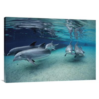 " Bottlenose Dolphin Group Swimming In Shallow Water, Hawaii "