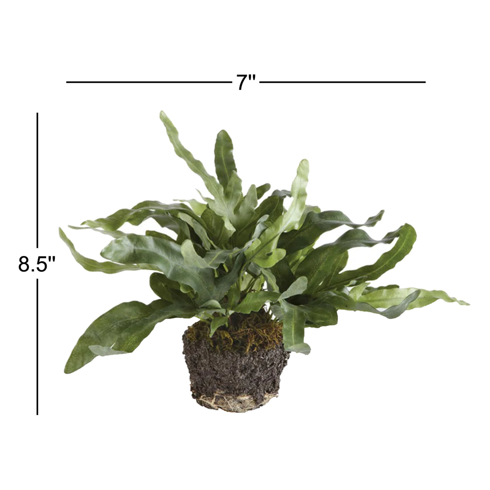 Georgia Fern Plant, Small