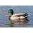 " Duck " by Vladimirdavydov-200654741