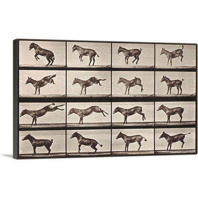" Donkey Bucking And Kicking " by Eadweard Muybridge Painting Print