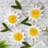 Daisy Flower String