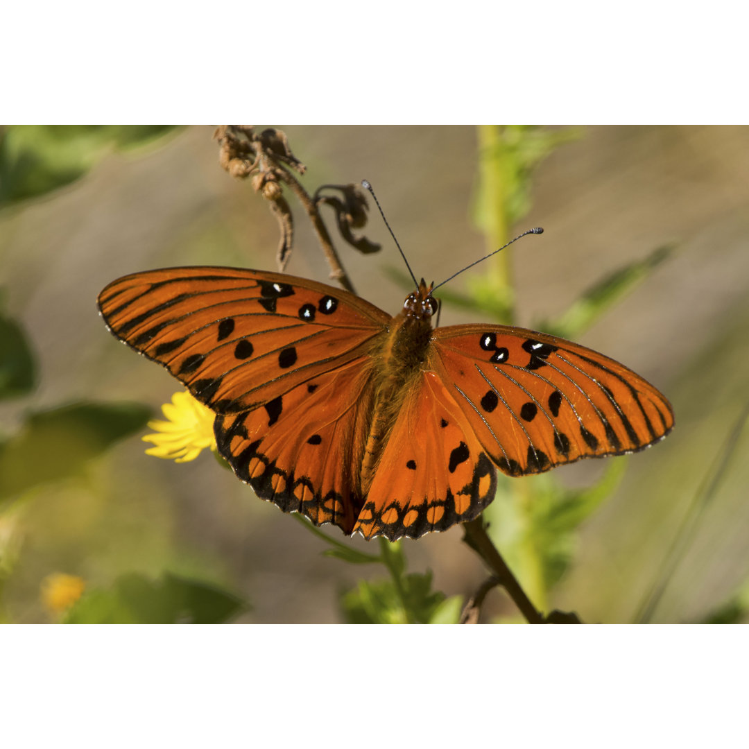 Gulf Fritillary von CarolinaBirdman - Kunstdrucke auf Leinwand