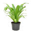 Bird''s Nest Fern in Nursery Pot