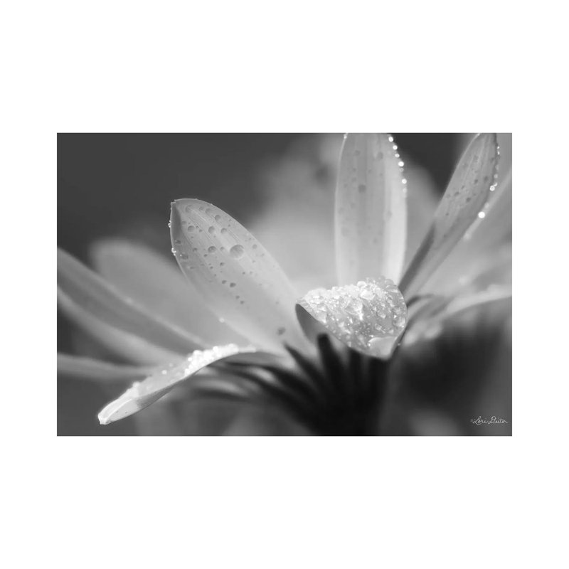 Daisy by Lori Deiter - Wrapped Canvas Print, 20.32 cm H x 30.48 cm W