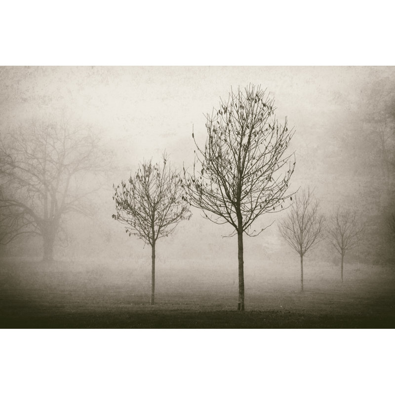 Trees in Fog VII by Jody Stuart - Photograph Print, Wrapped Canvas, 51cm H x 76cm W