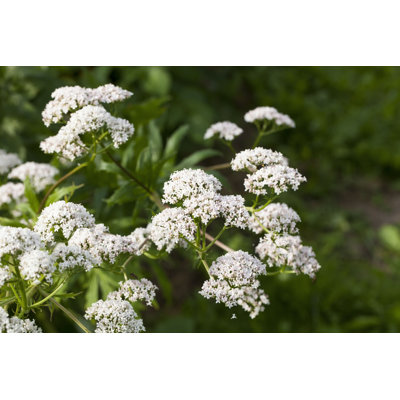 «Valerian Plant» par Fotomem - photographie sur toile tendue