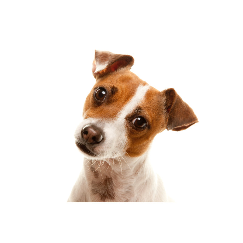 Portrait Of An Adorable Jack Russell Terrier - Wrapped Canvas Print, 30cm H x 46cm W x 3.8cm D