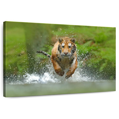 Tigre qui court