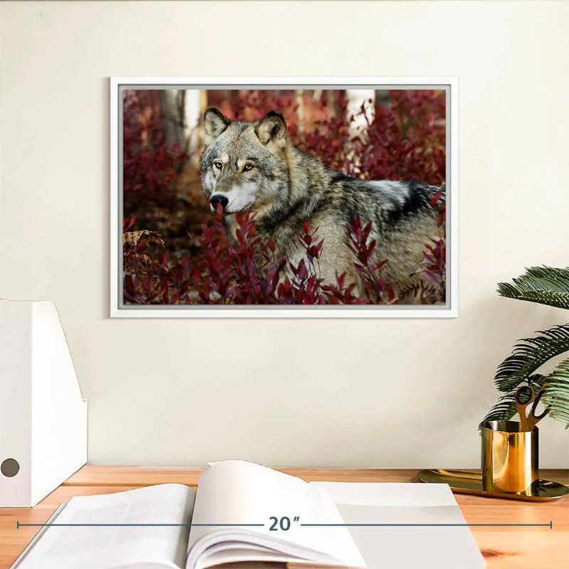 Loup caché, Cadre flottant blanc, 13 po x 9 po
