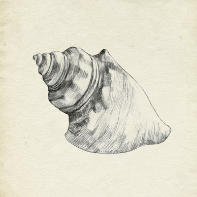 Seashell Pencil Sketch IV by Emma Caroline - Wrapped Canvas Print
