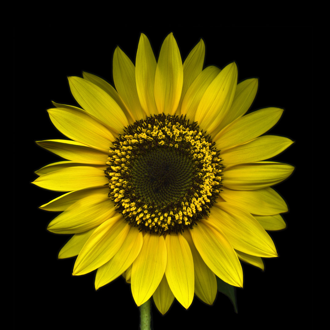 Sonnenblume von OGphoto - Fotodruck