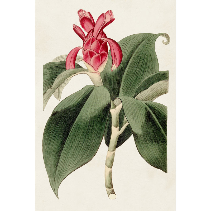Flore des tropiques I, H 12 po x l 8 po x P 1,25 po