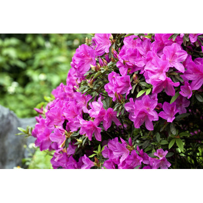 Colourful Flora by Photoncatcher - Wrapped Canvas Print