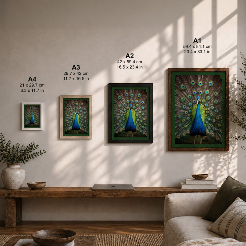 Peacock in Display Tropical - Framed Print, A3 - 42.0 x 29.7 cm, Unframed