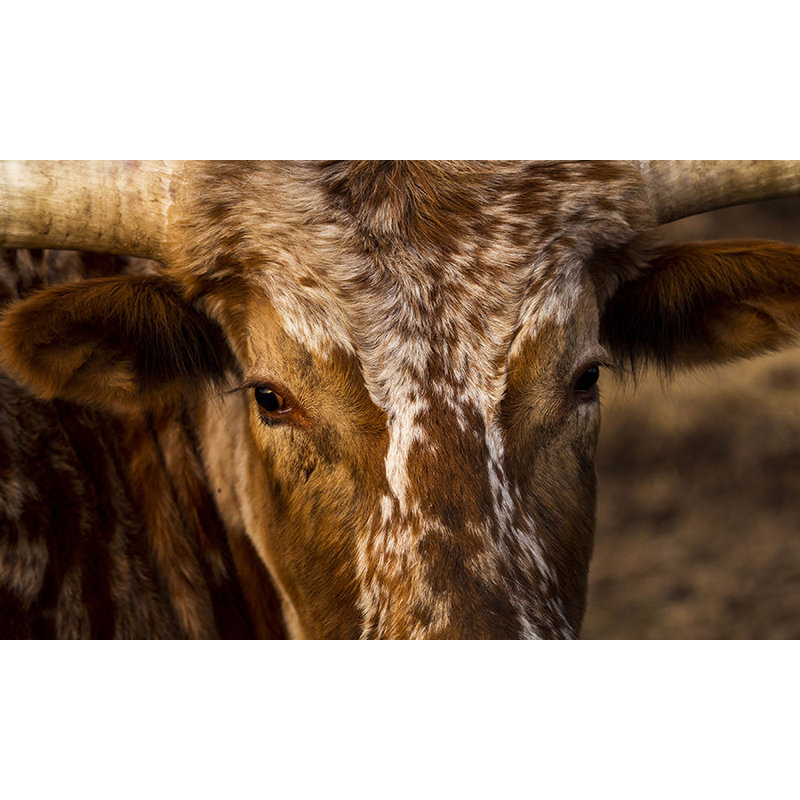 The Longhorn Gaze Print by Adam Mowery, Image Brush Gel