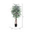 Sapin panaché ficus en pot