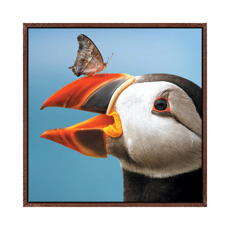 Atlantic Puffin Butterfly by Zenja Gammer - Print on Canvas, Classic Brown Wood Framed, 45.72 cm H x 45.72 cm W