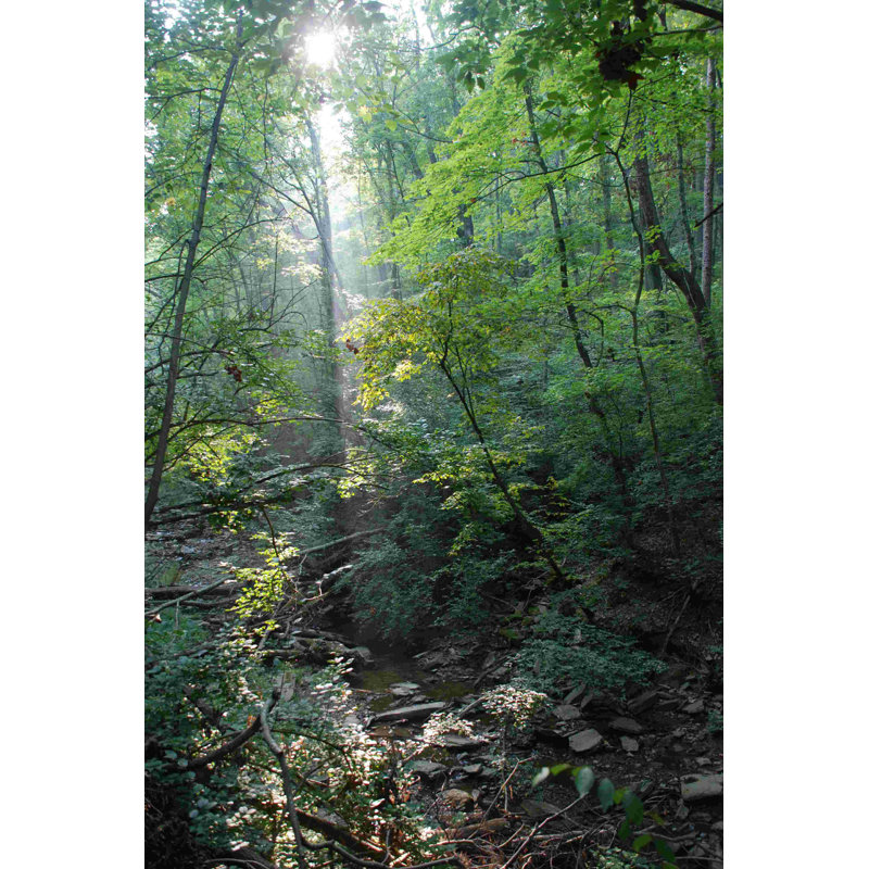 Photographie d'un sentier forestier 2, H 18 po x l 12 po
