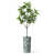 Plant Green