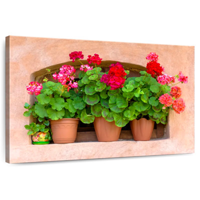 Geraniums en pot Harnek