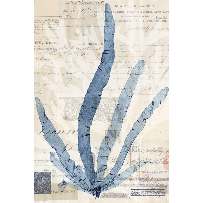 Seaweed Arrangement II by Vision Studio - Print on Canvas, 91 cm H x 61 cm W, Black Floater Framed