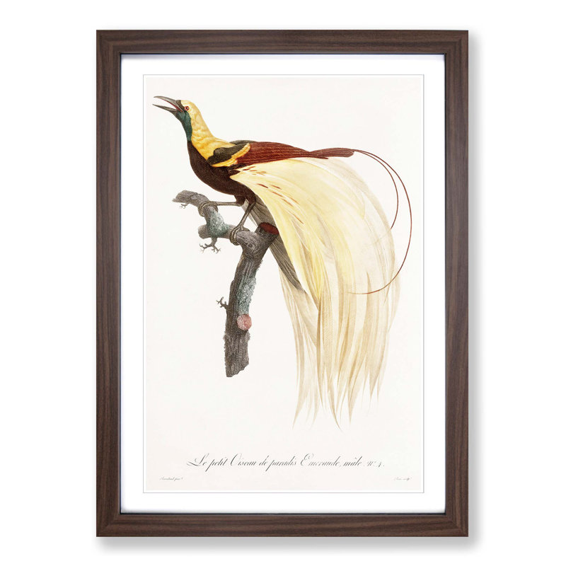 An Emperor Bird Of Paradise by Jacques Barraband - Single Picture Frame Painting, Walnut Framed, 33cm H x 24cm W x 2cm D
