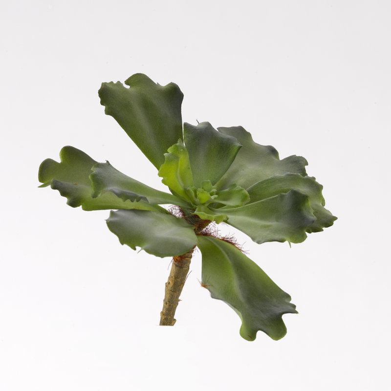 Très grande plante de succulent double echeveria sur un pédoncule