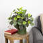 Buisson floral fittonia 16 po
