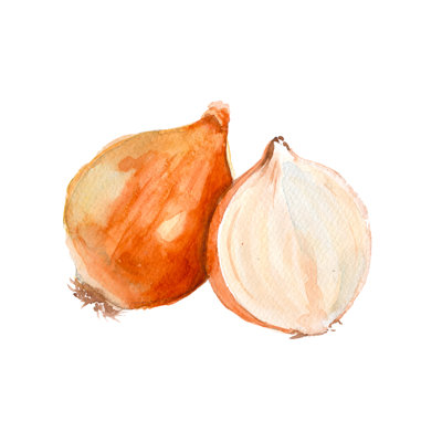 Onion - Wrapped Canvas Painting