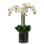 Phalaenopsis Orchid In A Glass Vase