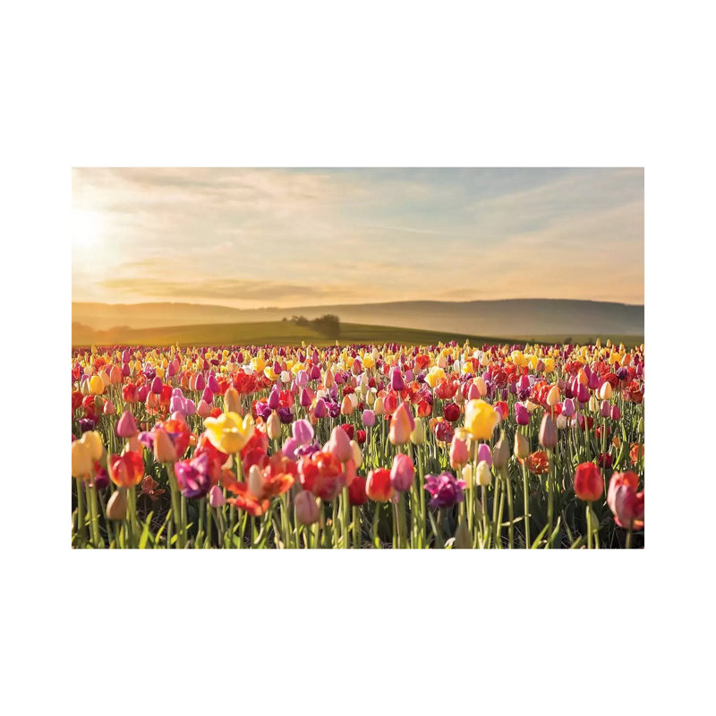 Tulip Field Sunrise by Karen Burke - Print on Canvas, 20.32cm H x 30.48cm W x 1.91cm D, Wrapped Canvas