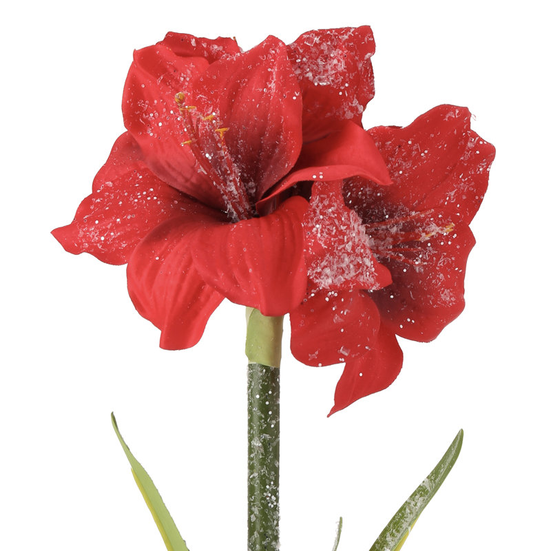 Mini amaryllis givré 15 po